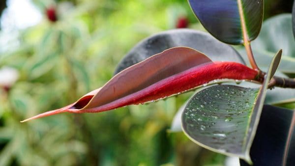 Burgundy Rubber Fig, Live Plant in 3" Grower Pot, Easy Care, Houseplant, Indoor, FICUS elastica 'Burgundy'
