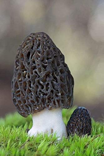 Root Mushroom Farm-Mushroom Liquid Cultures/Black Morel(Morchella importuna)