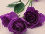 100+ Rare Rose Seeds Mixed Colors Flowers Garden Planting