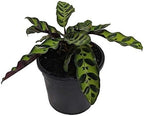 Rattlesnake Calathea - Live Plant in a 4 Inch Pot - Calathea Lancifolia - Beautiful Air Purifying Indoor Houseplant