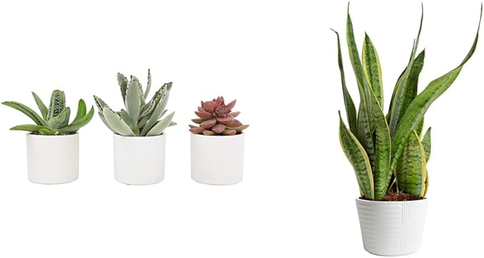 Live Succulents in White Planter Pots (3 PK), Live Succulent Plants Live Plants & Costa Farms Live Snake Plant, Easy Care Houseplant in Indoor Garden Plant Pot, Grower's Choice House