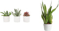 Live Succulents in White Planter Pots (3 PK), Live Succulent Plants Live Plants & Costa Farms Live Snake Plant, Easy Care Houseplant in Indoor Garden Plant Pot, Grower's Choice House