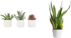 Live Succulents in White Planter Pots (3 PK), Live Succulent Plants Live Plants & Costa Farms Live Snake Plant, Easy Care Houseplant in Indoor Garden Plant Pot, Grower's Choice House
