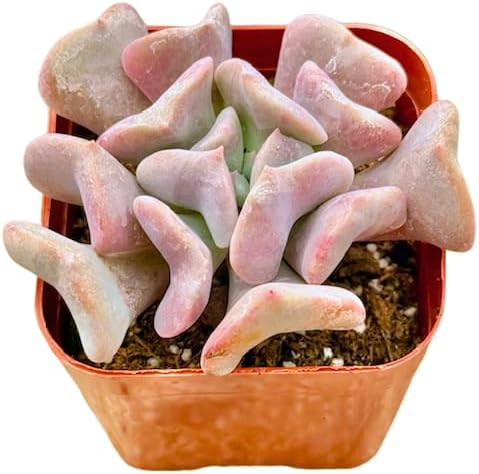 2" Echeveria Cubic Frost Unique Succulents Plants Live, Live Starter Succulent Plants, Easy Care House Plants Rooted in Succulent Soil Mix, By The Succulent Cult