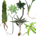 Smoke Camp Crafts 7 Live Plant Cuttings for Propagation, Queen of The Night Plant, Burro's Tail, Pencil Cactus, Spider, Snake, Mother of Thousands Green