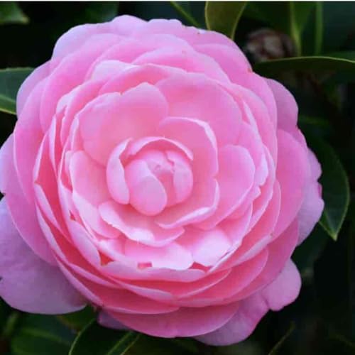 Camellia Plants Live, Rare Camellias Tree Live Plant, Vibrant Flower Shrub, Well-Rooted in Pot, Indoor Outdoor Flowering Zones 7-10 (Pink)