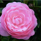 Camellia Plants Live, Rare Camellias Tree Live Plant, Vibrant Flower Shrub, Well-Rooted in Pot, Indoor Outdoor Flowering Zones 7-10 (Pink)