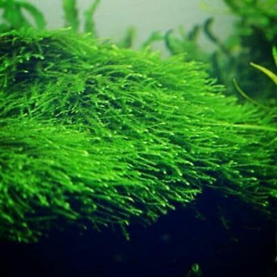 Swimming Creatures™ Live Aquarium Plants (Java Moss (50sq inch Portion))