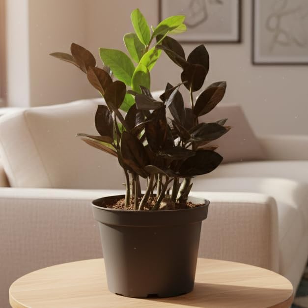 ZZ Zamioculcas 'Black Queen' (6" Grower Pot) - Low Light and Healthy Houseplant - Easy to Care Indoor Plants - Live Healthy Houseplant for Home Office Decoration