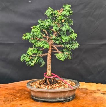 Dwarf Hinoki Cypress Live Plant in Pot – Chamaecyparis obtusa Nana Gracilis – Evergreen Bonsai Tree, Outdoor Shrub for Landscaping, Patio Container, Japanese Garden Accent