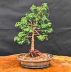 Dwarf Hinoki Cypress Live Plant in Pot – Chamaecyparis obtusa Nana Gracilis – Evergreen Bonsai Tree, Outdoor Shrub for Landscaping, Patio Container, Japanese Garden Accent