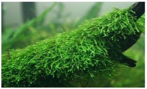 Java Moss Taxiphyllum Barbieri Easy Live Aquarium Plant