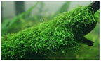 Java Moss Taxiphyllum Barbieri Easy Live Aquarium Plant