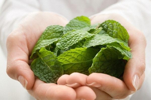 Peppermint Live Edible Aromatic Herb Plant, Pet Friendly, Part Shade, 2 Pack