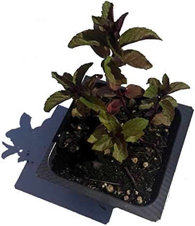 Organic Chocolate Mint Live Plant (Mentha piperita 'Chocolate Mint') 2.5 inch Pot.
