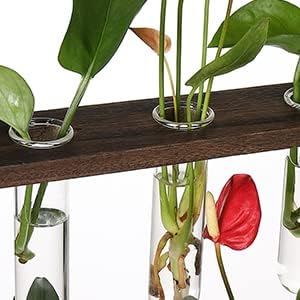 YIBOT Glass Plant Propagation Tubes Accessories Glass Test Tubes Tiered Planters Wall Terrarium for Home Office Plant Hanger Flower Vases Wall Decor Hydroponic Cuttings (5 Tube Vases) Clear