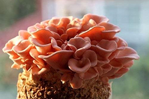 Root Mushroom Farm-Mushroom Liquid Cultures/Pink Oyster(Pleurotus djamor)