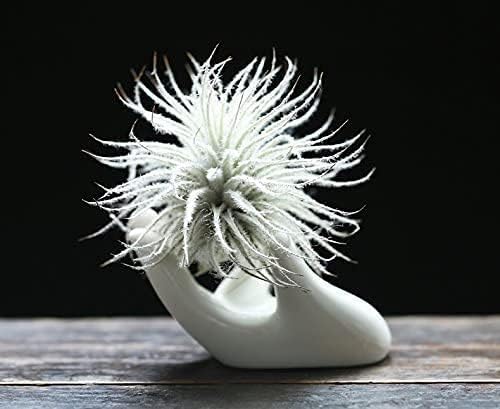 Dahey Mini Air Plant Holder Cute Ceramic Hand Shape Stand Airplants Tillandsia Small Container Pot Plant Decorative Home Decor for Desk Table Shelf, White, 1 Pack (No Plant Included)
