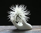 Dahey Mini Air Plant Holder Cute Ceramic Hand Shape Stand Airplants Tillandsia Small Container Pot Plant Decorative Home Decor for Desk Table Shelf, White, 1 Pack (No Plant Included)