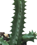 Lifesaver Plant (Huernia zebrina) Live House Plant in 2.5 inch Pot - by Smoke Camp Crafts - Organic Live Plant