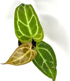 Anthurium Live Plant in 2" Pot - Anthurium Crystalline - Easy to Care, Low Light, Air Purifying Indoor Houseplants Flowers for Home Office Wedding Decor & Giftable (Heat Pack Included)