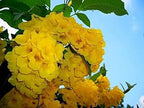 Exotic Yellow Trumpetbush Seeds - 20+ Seeds to Grow - Rare and Exotic Trumpet Bush Seeds