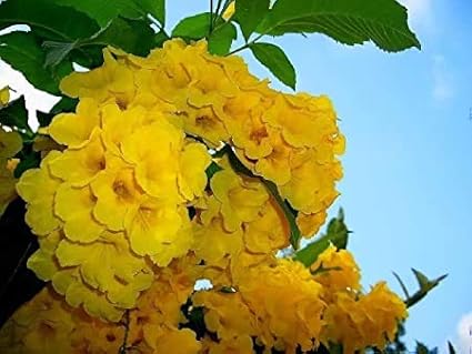 Exotic Yellow Trumpetbush Seeds - 20+ Seeds to Grow - Rare and Exotic Trumpet Bush Seeds