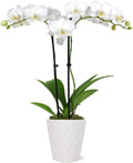 From You Flowers - Pearly White Orchid Plant for Birthday, Anniversary, Get Well or Celebration