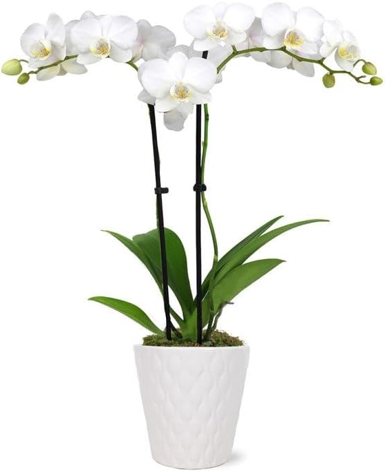 From You Flowers - Pearly White Orchid Plant for Birthday, Anniversary, Get Well or Celebration