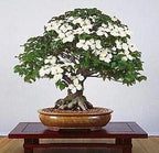 Flowering Dogwood Tree Seeds - 20 Seeds - Beautiful Flowering Tree Seeds for Planting