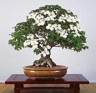 Flowering Dogwood Tree Seeds - 20 Seeds - Beautiful Flowering Tree Seeds for Planting