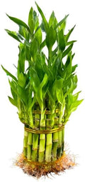 Live Two Tier Lucky Bamboo Plant - Bundle of 15 Stalks - Easy to Grow, Air Purifying, Live Indoor Houseplants Flowers for Home Office Wedding Decor & Giftable (Without Pot) (Heat Pack Included)