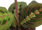 Red Prayer Plant - 2 Pack - Maranta - Easy to Grow House Plant - 3" Pots