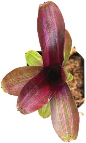 Neoregelia 'Zoe' Bromeliad