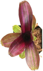 Neoregelia 'Zoe' Bromeliad
