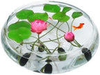 ZEshops 10pcs Mixed Color Bonsai Bowl Lotus Live Plants Pre-Sprouted - Aquatic Beauties for Indoor and Outdoor Serenity