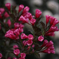 Green Promise Farms Wine & Roses` (Weigela) Shrub, #3-Size Container, Pink Flowers