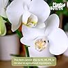 Large White Live Orchids Blooming in 5" Blue & White Orchid Pot, Pet Friendly Live Plant Gifts for Plant Lovers, Approx. 22"+ Tall, Real Houseplants, Phalaenopsis Moth Flowers by Plants for Pets