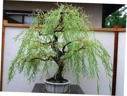 Australian Willow Bonsai Trees Fresh Cutting - Extensive Thick Trunks Fast Growing Light Bonsai Indoor Money Plant - Antique Piece for Your Home and Office