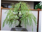 Australian Willow Bonsai Trees Fresh Cutting - Extensive Thick Trunks Fast Growing Light Bonsai Indoor Money Plant - Antique Piece for Your Home and Office