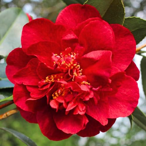9 Months Old Camellia Tree Live Plant, Camellias Plants Shrub, Large Flower Well-Rooted in Pot, Indoor Outdoor, Cold Hardy (Red)