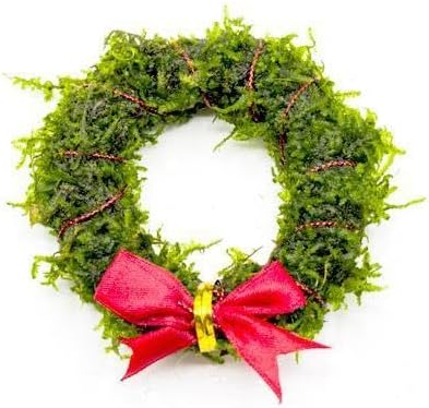 SubstrateSource Live Aquarium Plants on Driftwood, Lava Rock, Moss, Fiber Mat - Freshwater Fish Tanks - Easy, Beginner Friendly (Christmas Moss Wreath)