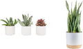 Live Succulents in White Planter Pots, Live Succulent Plants Live Plants in Succulent Pots & Costa Farms Snake Plant, Live Indoor and Outdoor Sansevieria Plant, 2-3 Feet Tall