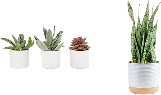 Live Succulents in White Planter Pots, Live Succulent Plants Live Plants in Succulent Pots & Costa Farms Snake Plant, Live Indoor and Outdoor Sansevieria Plant, 2-3 Feet Tall