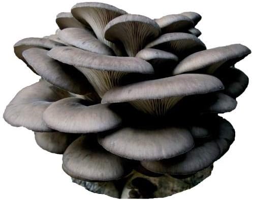 Root Mushroom Farm- Mushroom Liquid Cultures/Grey Dove Oyster(Pleurotus Ostreatus)
