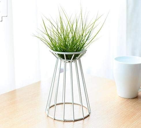 Air Plant Tillandsia Base Large Holder Metal Indoor Tabletop Big Streptophylla Air Plant Stands Tillandsia Plant Racks Large Xerographica (White)