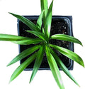 Spider Plant Green ~ Solid Green Spider Plant ~ Low Maintenance Spider Plant for Home and Office ~ air Purifier