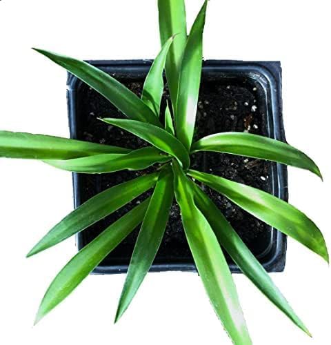 Smoke Camp Crafts Organic Spider Plant Collection - Vittatum, Shamrock and Reverse Variegated Spider Plants in 2.5-Inch Pots
