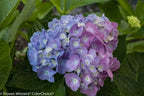Proven Winners - Hydrangea mac. Let's Dance Blue Jangles (Reblooming hydrangea) Shrub, RB pink or blue, #3 - Size Container