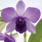 Dendrobium Aridang Blue Orchid Comes in 4" Pot, Beautiful Plants from Hawaii